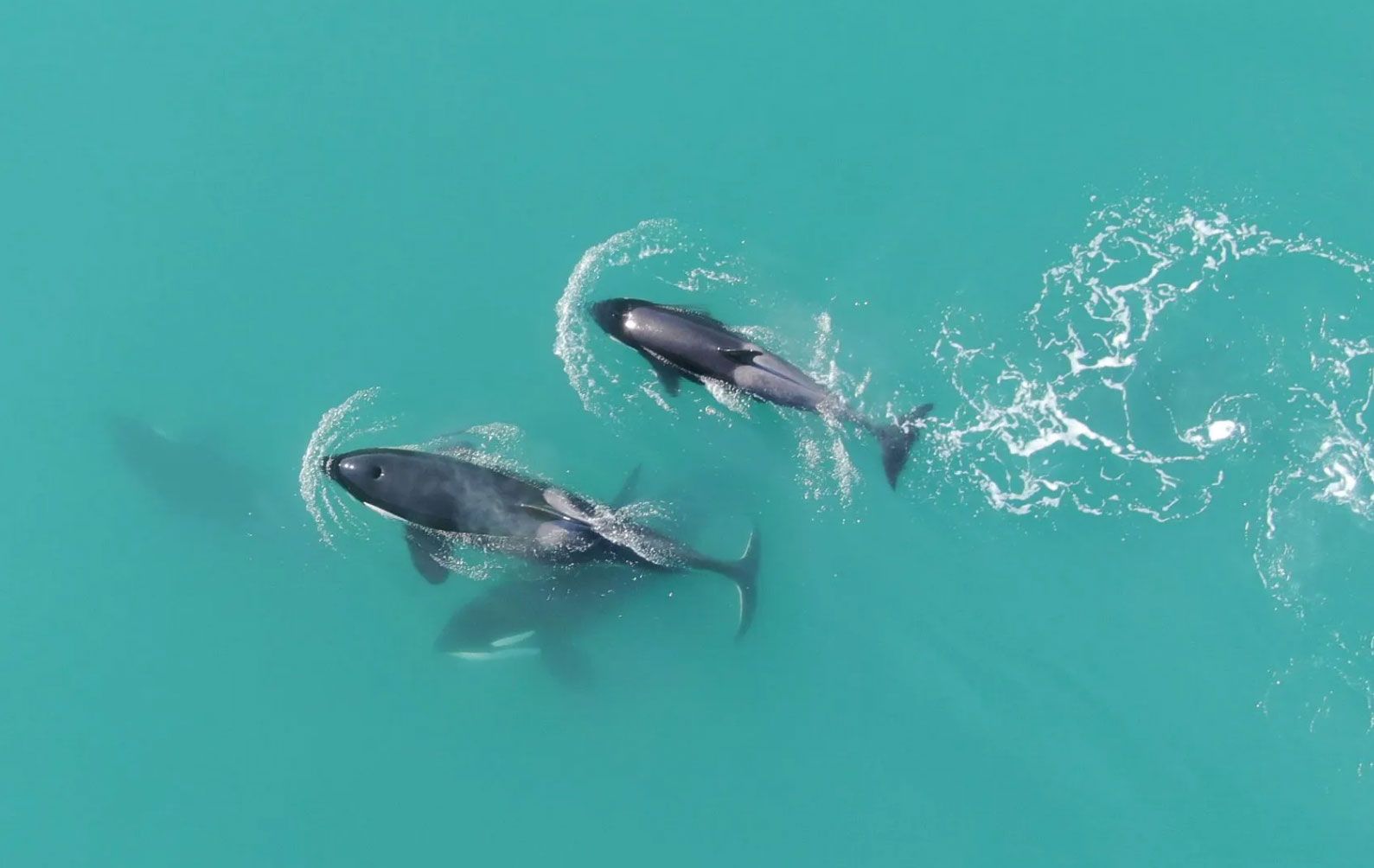 Whales, Wildlife & Drones