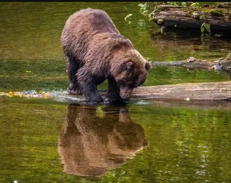 Wilderness Tour and Brown Bear Search
