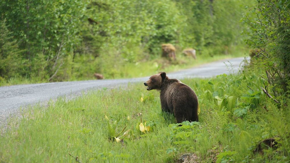 Wilderness Tour and Brown Bear Search - LEO, Military, Teacher Discount!