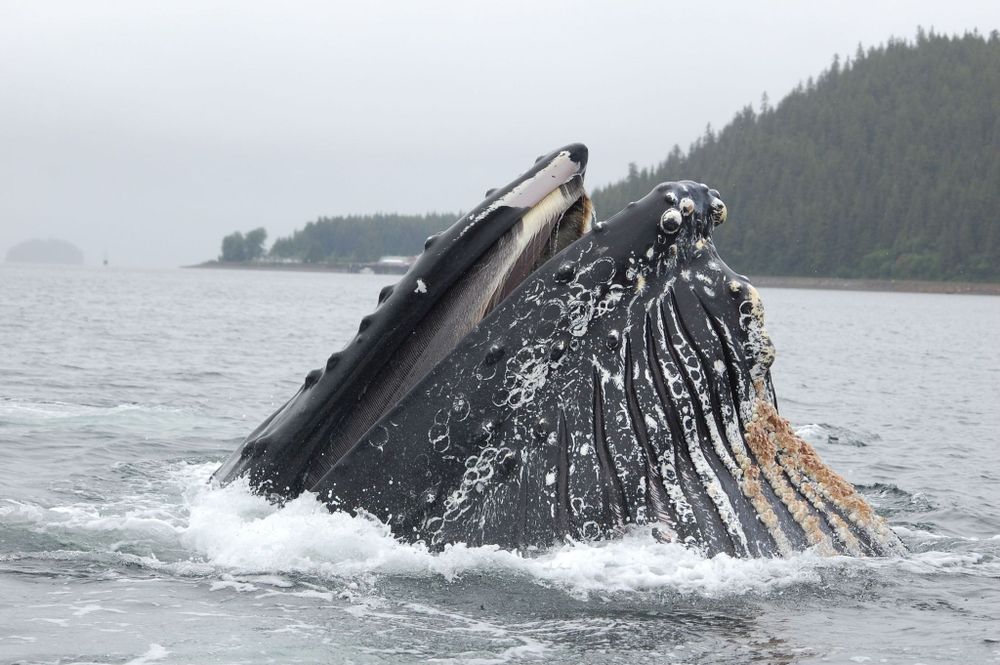 Guaranteed Whale Watching - Near Icy Strait Point, Alaska - LEO, Military, Teacher Discount!