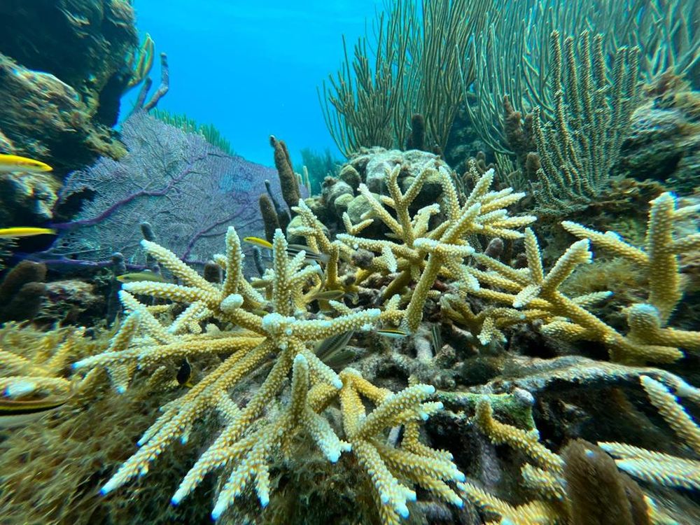 Tour #4:Stingray City and Two snorkeling stops to Coral Gardens and the Barrier Reef