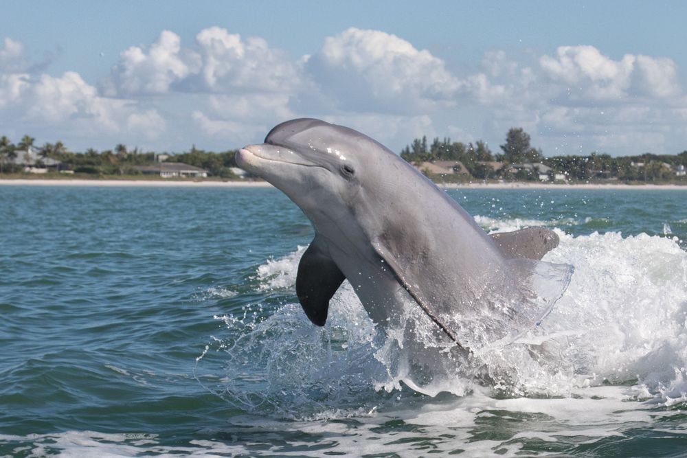 Dolphin Eco History Tour