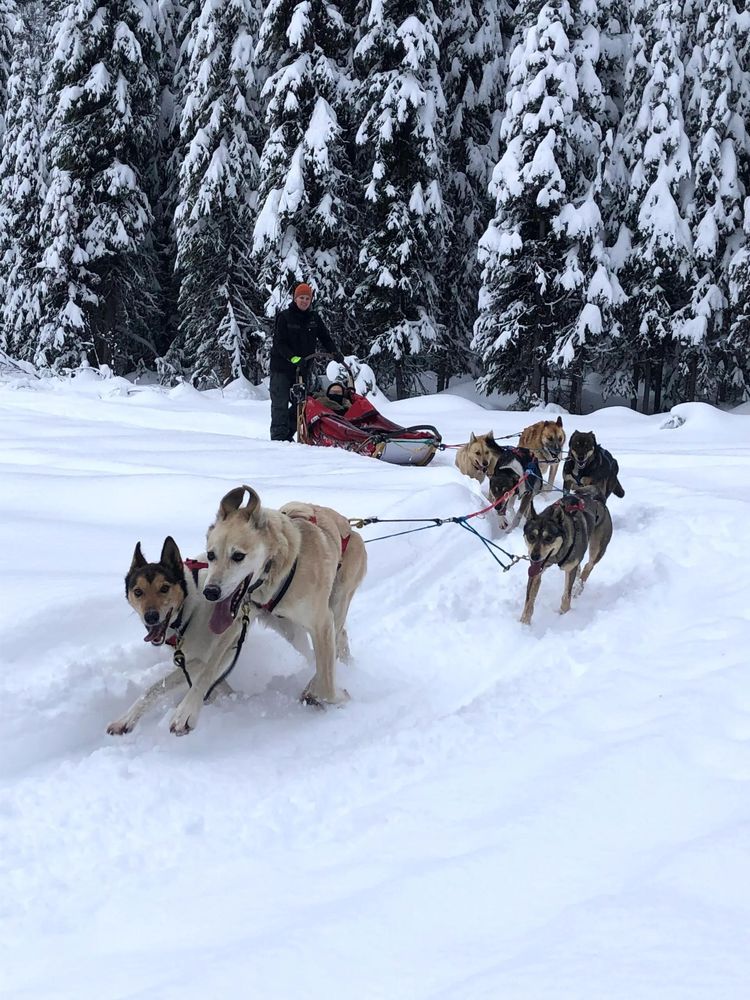 Into the Wild Dog Sledding Tour
