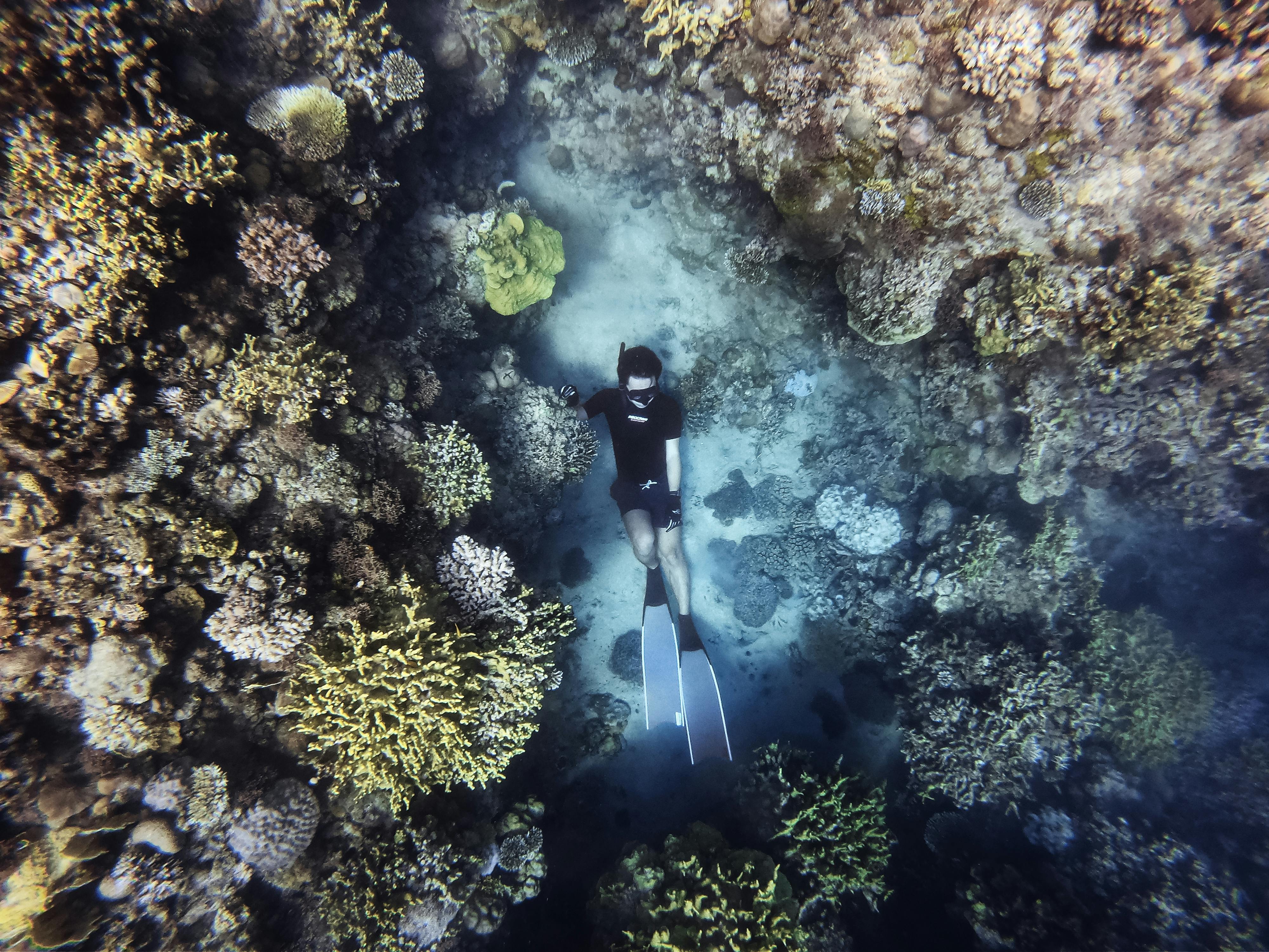 Fly and Snorkel  image 4