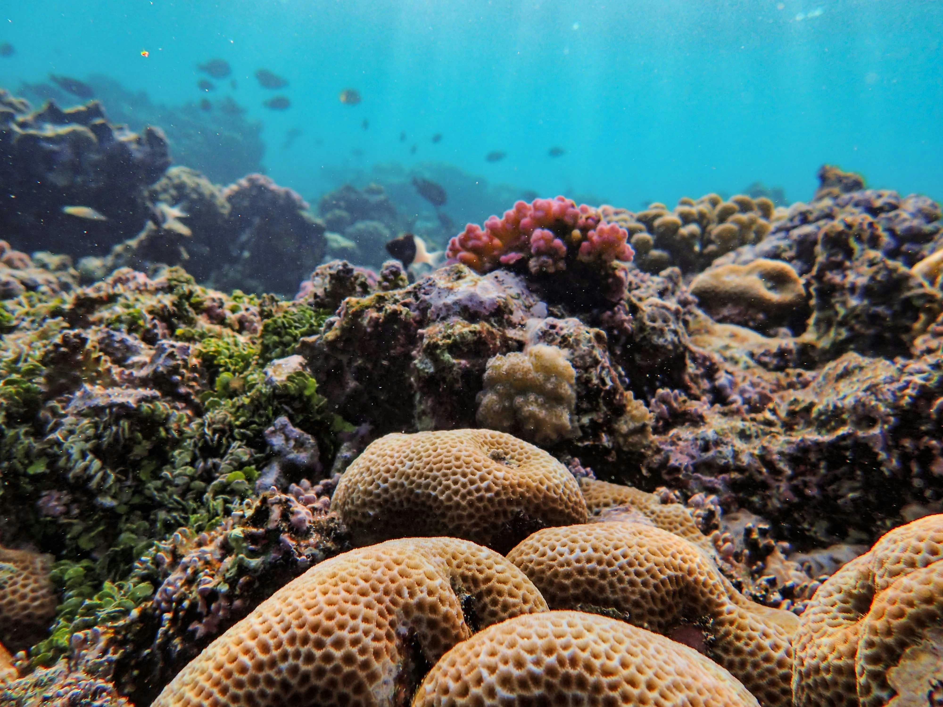 Fly and Snorkel  image 2