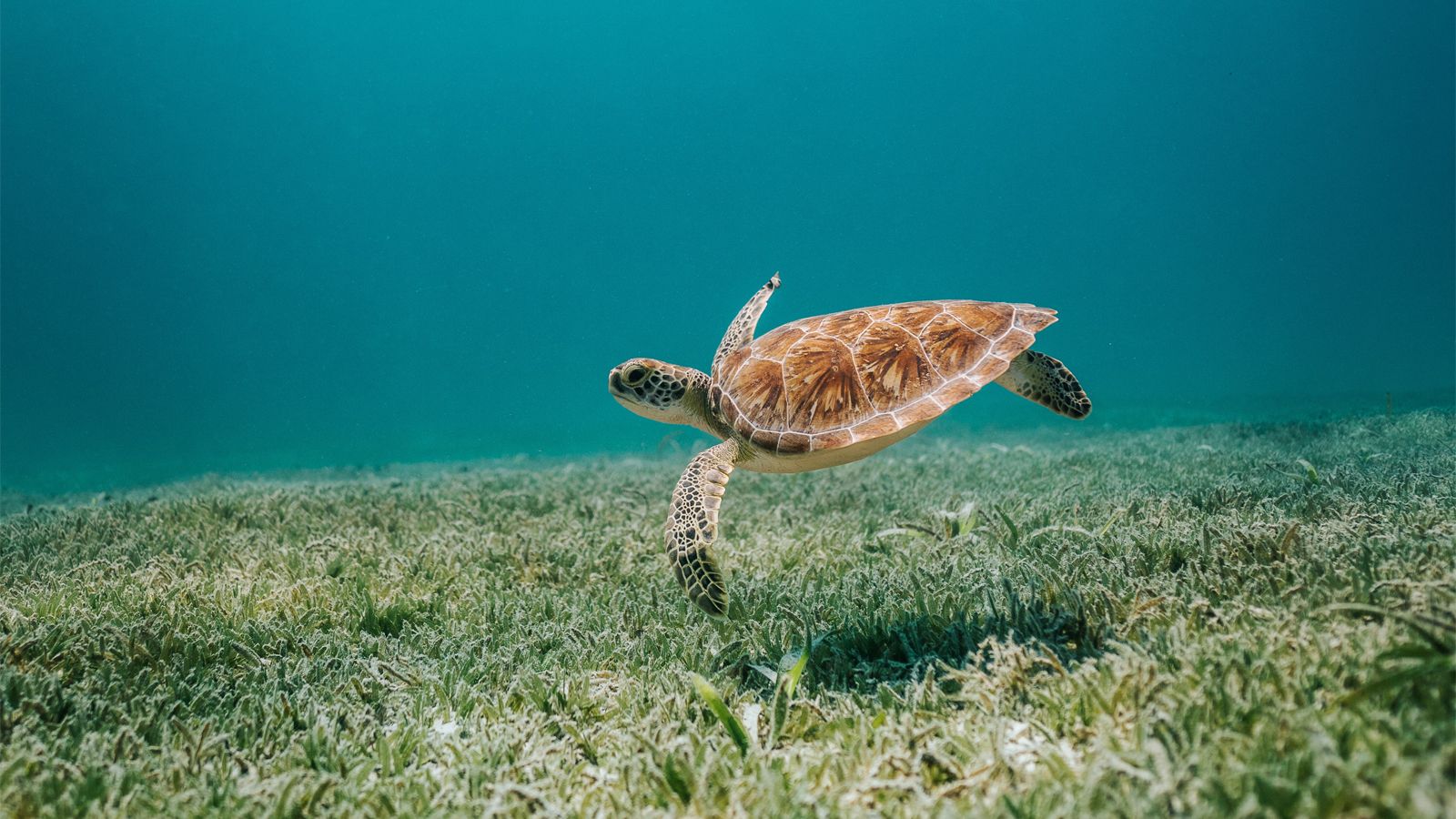 Loggerhead Turtle Near Woman Key